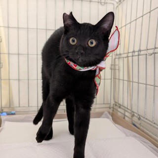 【11/30⭐️泉大津にて譲渡会】参加猫しゅうくん