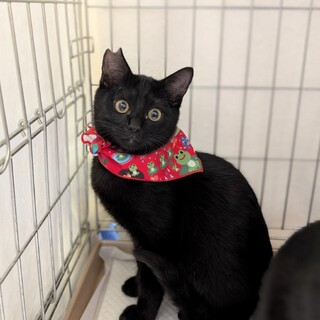 【11/30⭐️泉大津にて譲渡会】参加猫さくくん