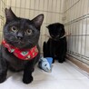 【11/30⭐️泉大津にて譲渡会】参加猫さくくん サムネイル3