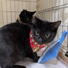 【11/30⭐️泉大津にて譲渡会】参加猫さくくん サムネイル4