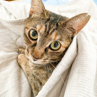 【3/22⭐️泉大津にて譲渡会】参加猫ムギちゃん