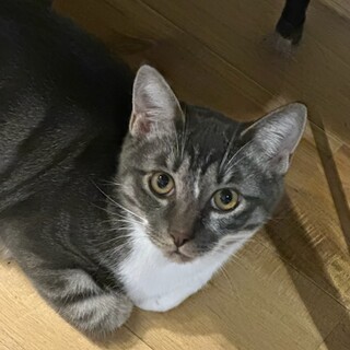 グレーのキジが魅力的なクールなイケメン「もち」