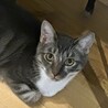 グレーのキジが魅力的なクールなイケメン「もち」