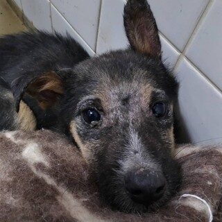 殺処分対象❗️収容期限12/2迄❗️延長なし