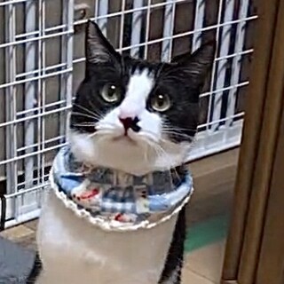 可愛くって温厚だけどまだビビりなダン君