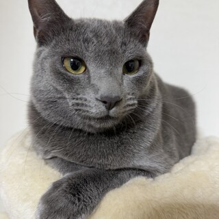 綺麗なグレーのオス猫ベル