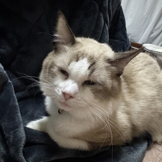 ラグドール5歳の男の子