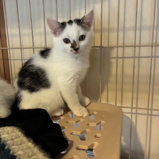 グラタンちゃん！活発でお転婆娘