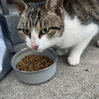 里親さん募集してます