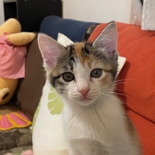  12/6譲渡会参加　三毛の女の子　らん