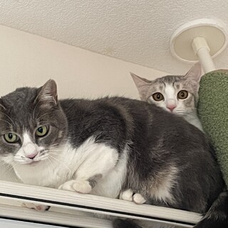 グリーンの目　グレーの毛色　かわいいママ