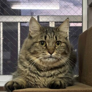 中毛キジトラ　まきをちゃん 里親様募集中！