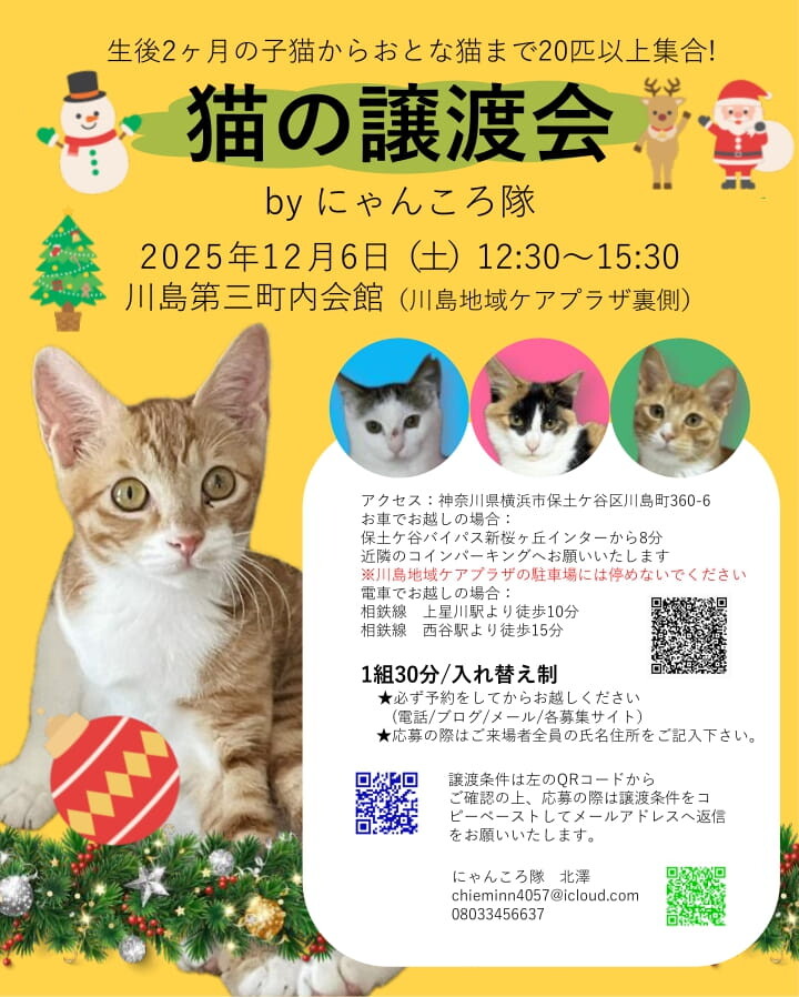 12/6譲渡会参加 キジ」神奈川県 - 猫の里親募集(531355) 2枚目の