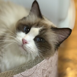 人慣れ抜群！ラグドール❤︎