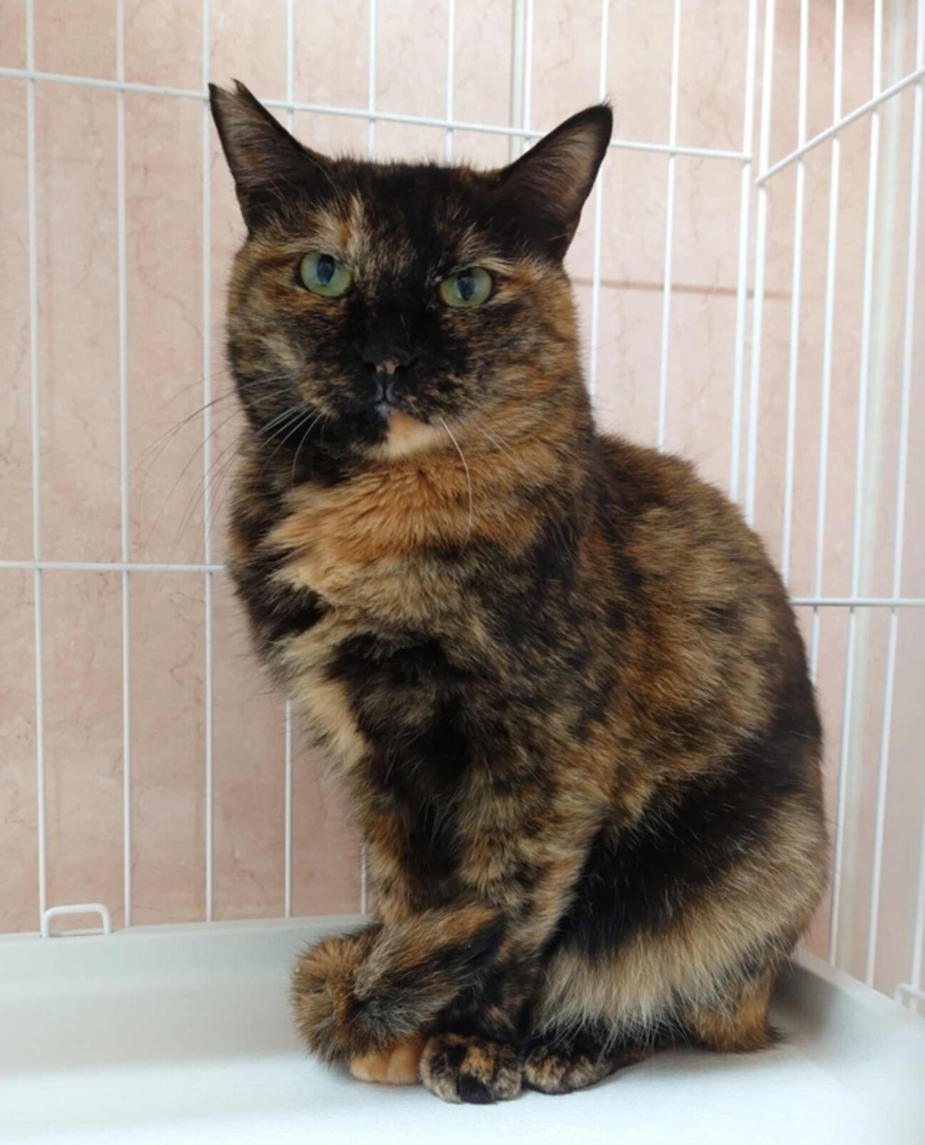 サビ猫 タケちゃん 里親...」愛知県 - 猫の里親募集(531357) 1枚目の 