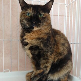 サビ猫　タケちゃん 里親様募集中！