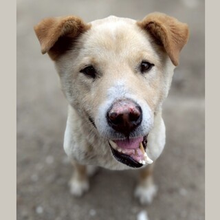 下の歯が個性的でかわいいコスモ⭐︎人慣れしてます