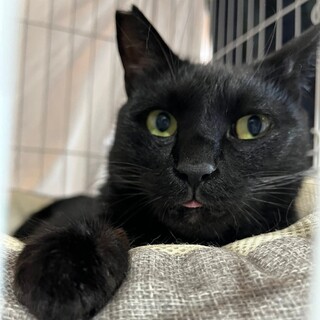 黒猫　スギちゃん 里親様募集中！