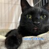 黒猫　スギちゃん 里親様募集中！