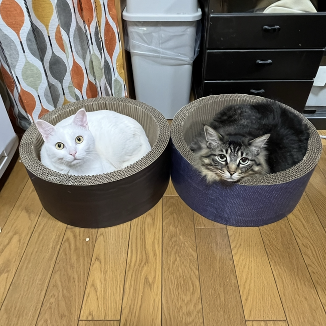 ミルク.ココアのカバー写真