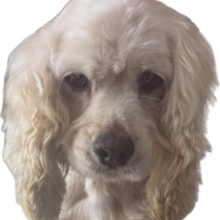 アメリカンコッカーの女の子