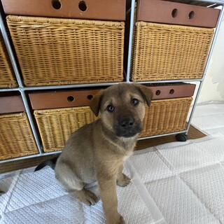 保護犬を迎えませんか♀