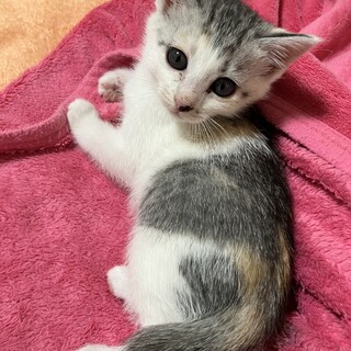 2ヶ月　三毛兄弟と募集中