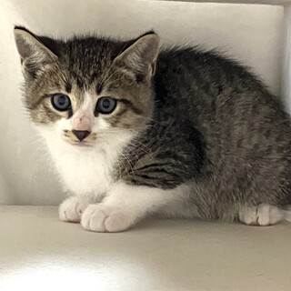 2ヶ月　キジシロ兄弟と募集中