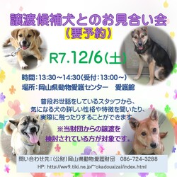 譲渡候補犬とのお見合い会