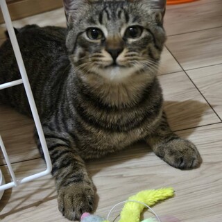 12/6譲渡会参加　キジの男の子　5.6か月　カイ