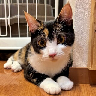 甘えん坊でおしゃべり上手！三毛の子猫♡ハイジちゃん