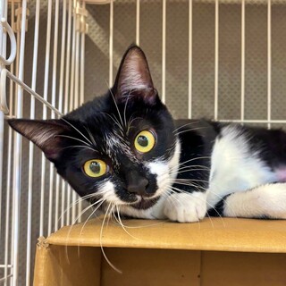 甘えん坊で猫さんとも仲良し♪黒白子猫♡ユキちゃん