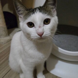 12/6譲渡会参加　キジ白の女の子　5.6か月