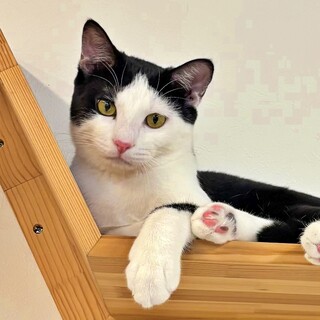 人が大好き♡抱っこOKな黒白子猫のペーターくん♪