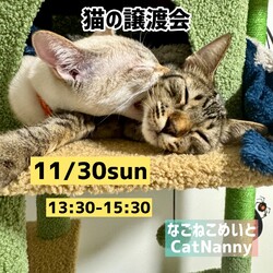 可愛いにゃんこの譲渡会じゃい