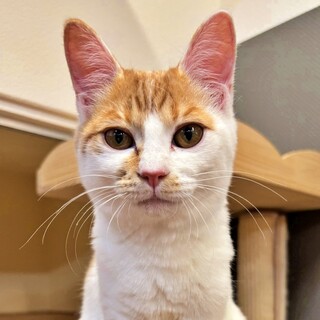 人が大好きでお腹見せちゃう♪白茶子猫♡クララちゃん