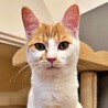 人が大好きでお腹見せちゃう♪白茶子猫♡クララちゃん