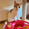 人が大好きでお腹見せちゃう♪白茶子猫♡クララちゃん サムネイル2