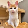 人が大好きでお腹見せちゃう♪白茶子猫♡クララちゃん サムネイル5