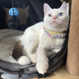 シャムミックス　あんちゃん　推定6-7ヶ月　女の子