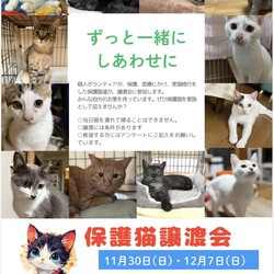 保護猫の譲渡会