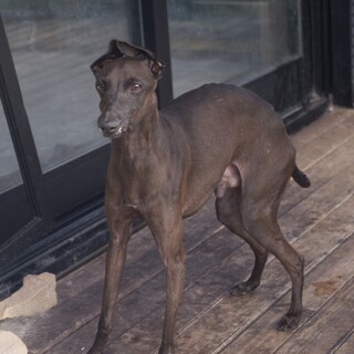 元気いっぱいな甘えん坊