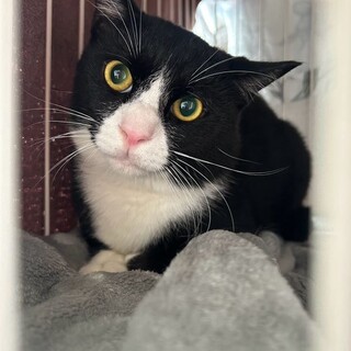 甘えんぼでお邪魔虫なサウスくん