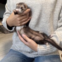 マーシャルフェレット