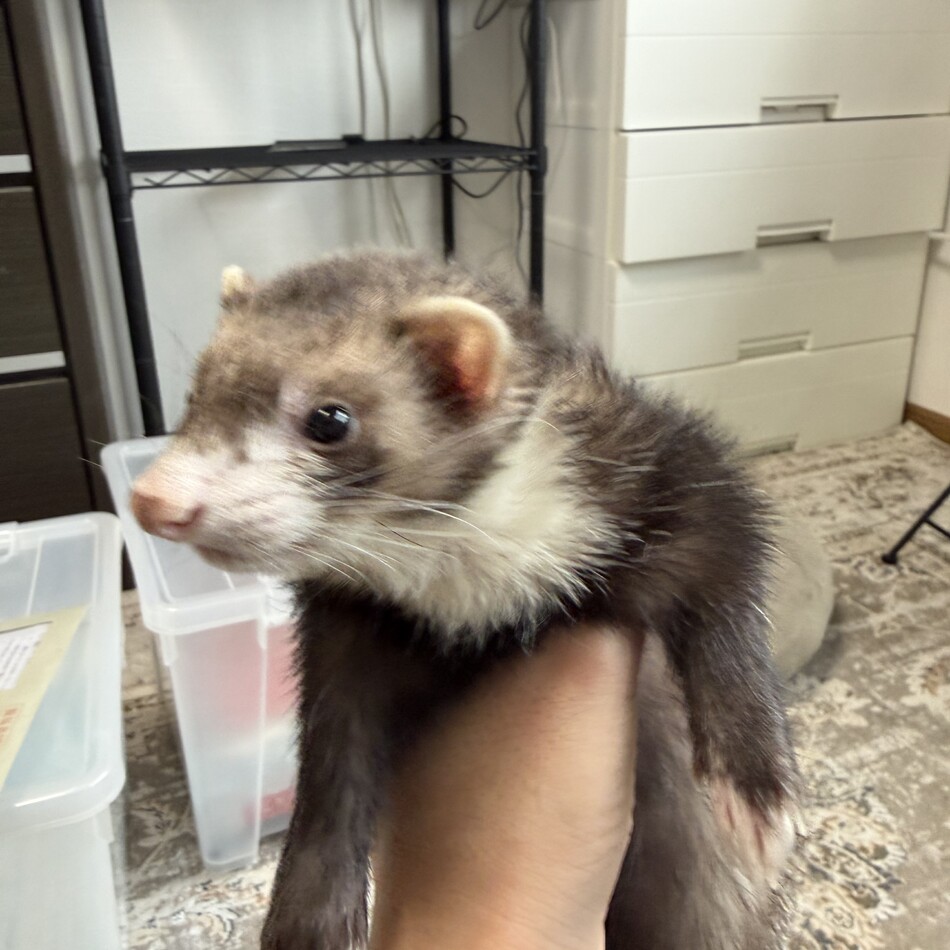 マーシャルフェレットのカバー写真