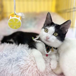 【11/30東銀座】ノアちゃん★５ヵ月