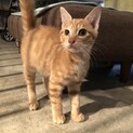 犬人猫大好きな僕！飼いやすいさ必見！