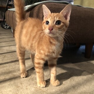 犬人猫大好きな僕！飼いやすいさ必見！