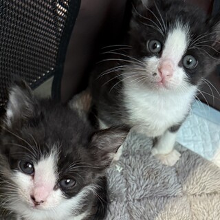 生後0日からミルクで育てました可愛いハチワレ姉妹