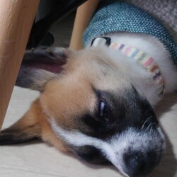 ぼんちゃんに服を着てもらいました